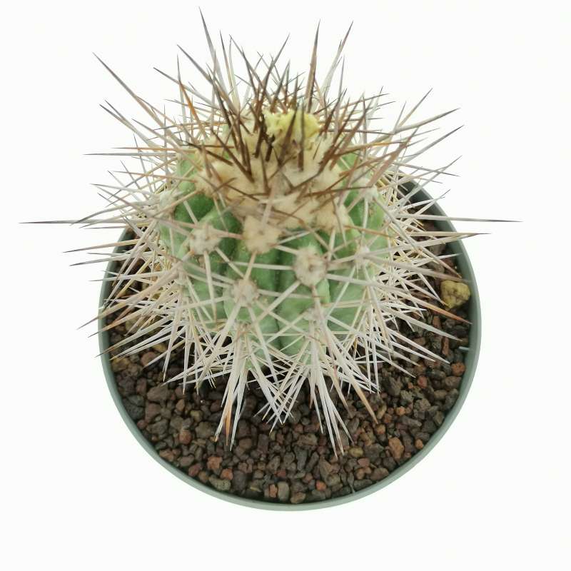 今話題のアイテムを 最終値下げ激レア 漆黒のパナマソウ 甦ら Dicranopygium sp red その他観葉植物