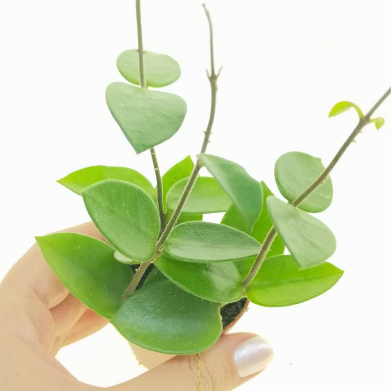 Hoya carnosa cv. chouke 6 cm. | Asclepiadaceae - Giromagi vendita ...