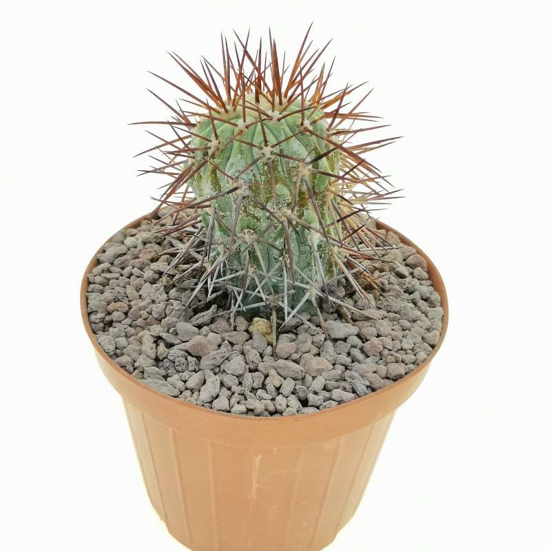 Copiapoa longistaminea 10 cm. | Cactaceae - Giromagi vendita piante grasse