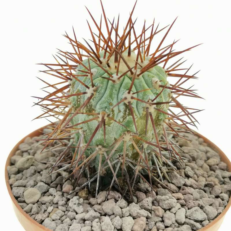 Copiapoa longistaminea 10 cm. | Cactaceae - Giromagi vendita piante grasse