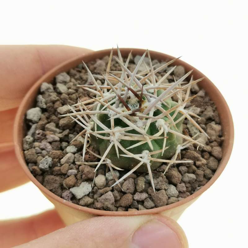 Gymnocalycium Hossei 6 5 Cm Cactaceae Giromagi Vendita Piante Grasse