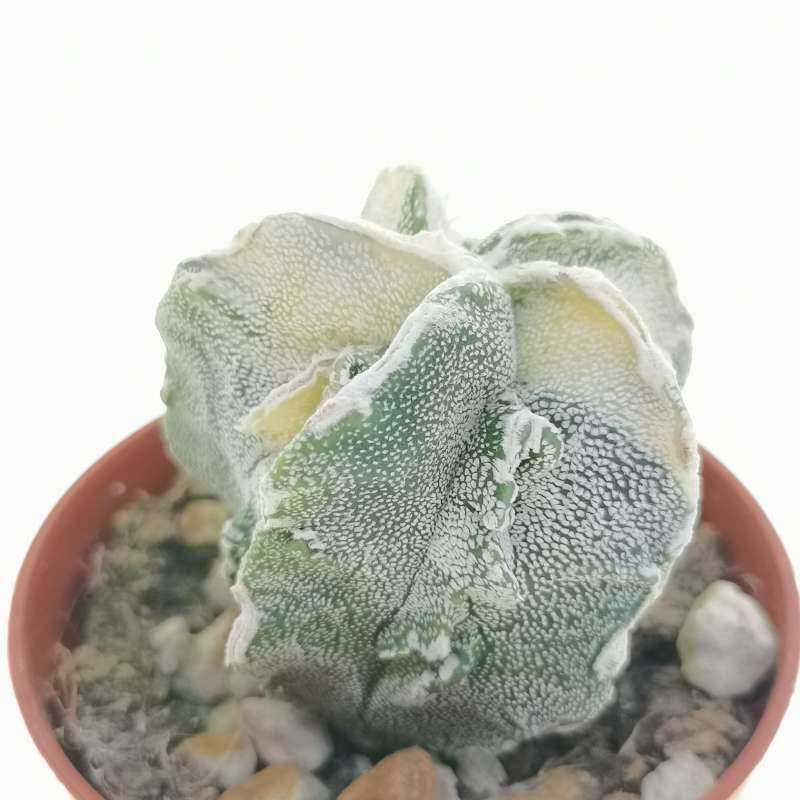 Astrophytum Myriostigma Cv. Fukuryu (type B) F. Variegata 5,5 Cm 