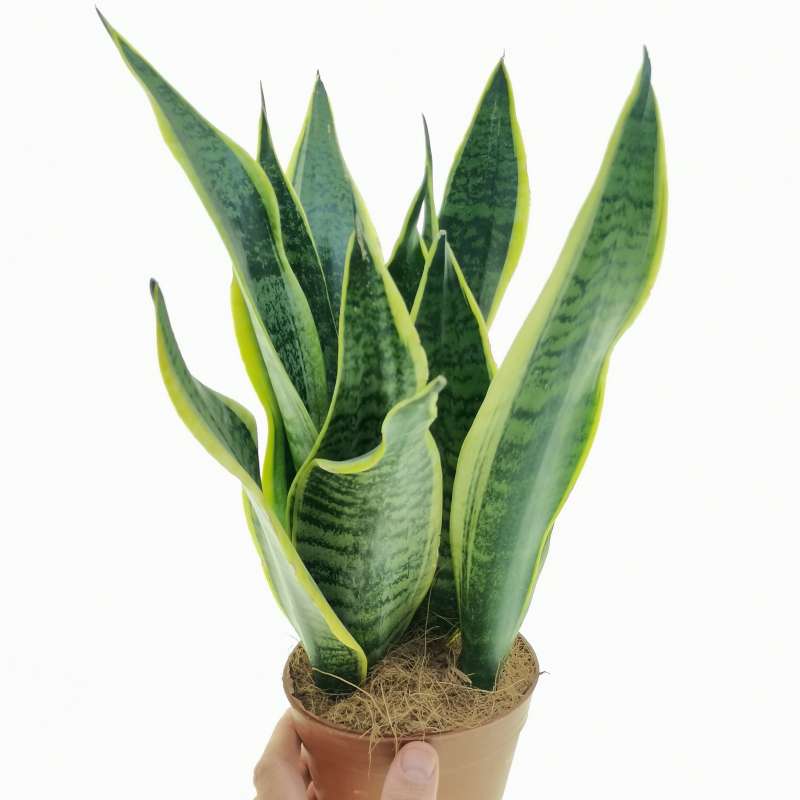 Sansevieria trifasciata 'Futura superba' 14 cm. | Dracaenaceae ...