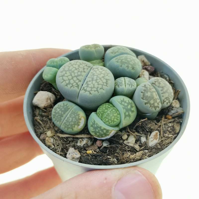 リトープス緑福来玉(Lithops julii v. fulleri Fullergreen リトープス緑福来玉(Lithops julii v. fulleri Fullergreen