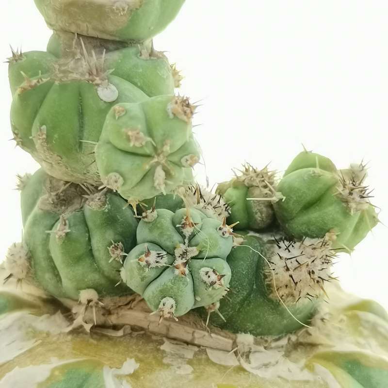 STACKER orders graft, Myrtillocactus geometrizans Monstrose form, exact cactus