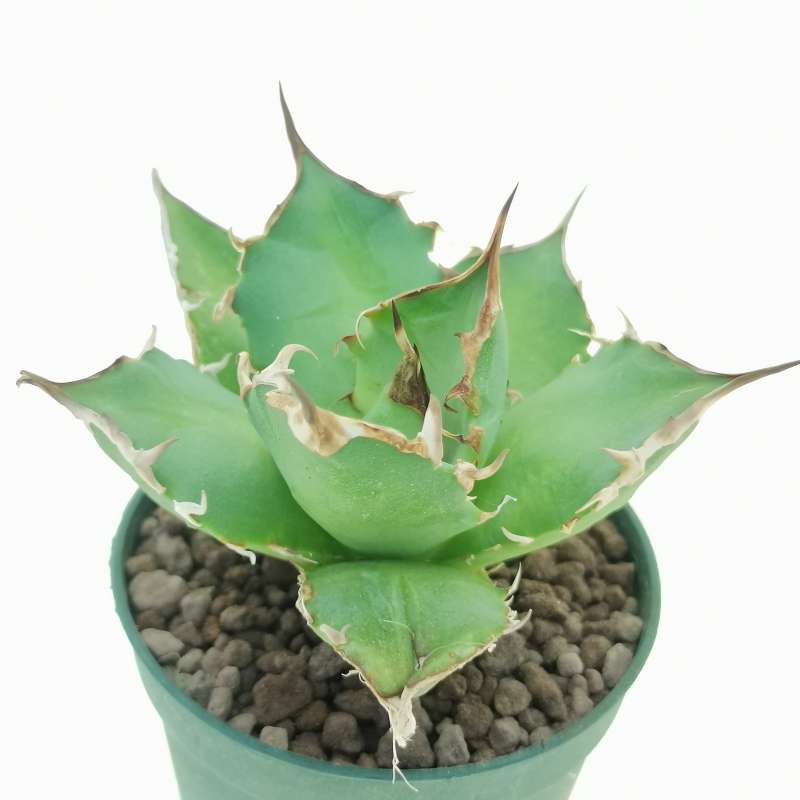 Agave titanota - Giromagi Cactus and Succulents