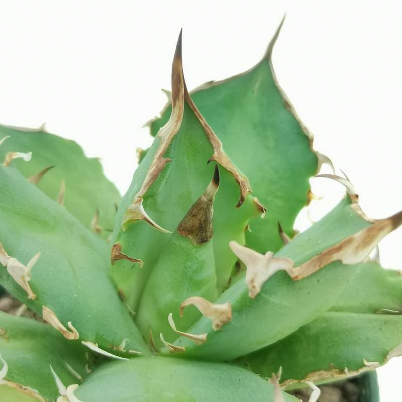 Agave titanota 'Kyoto' 6,5 cm. | Agavaceae - Giromagi
