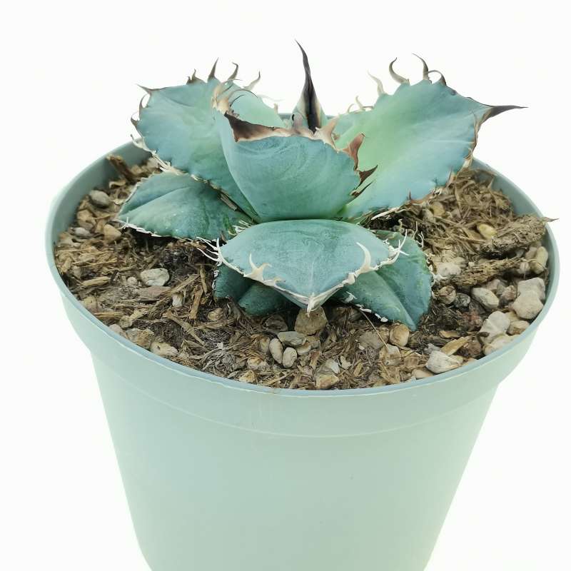 016-4【AGAVE TITANOTA White Whale' 】アガベ チタノタ 白鯨 強