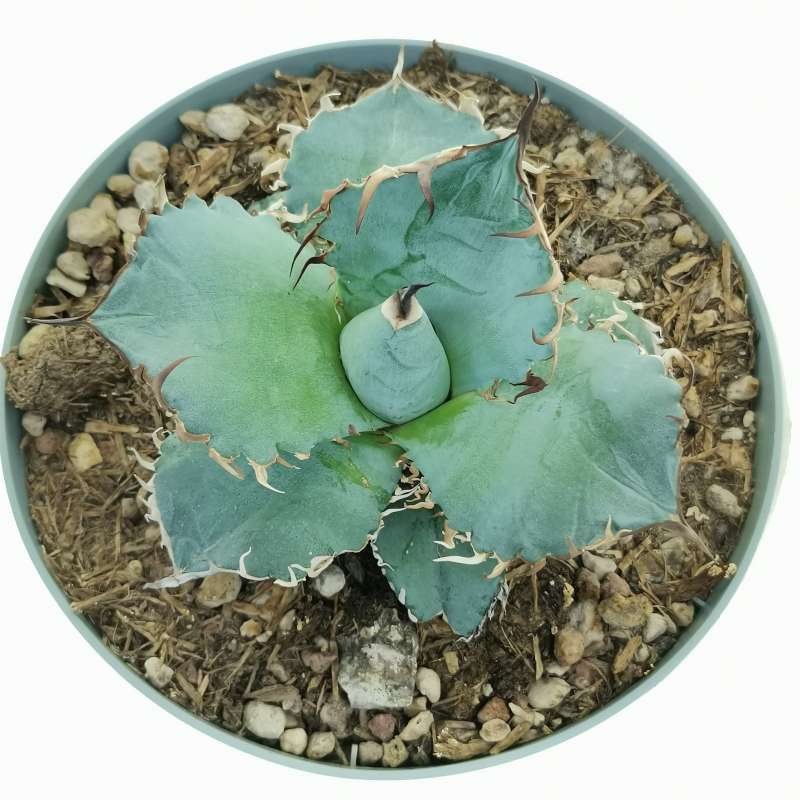 016-4【AGAVE TITANOTA White Whale' 】アガベ チタノタ 白鯨 強 016-4【AGAVE TITANOTA White Whale' 】アガベ チタノタ 白鯨 強