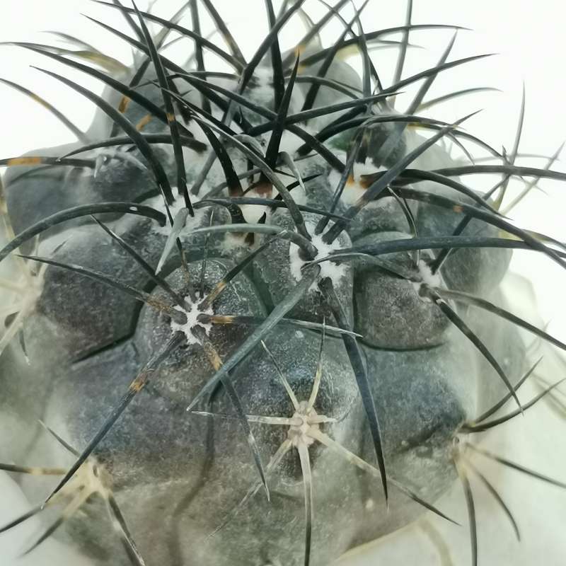 Copiapoa griseoviolacea 8,5 cm. | Cactaceae - Giromagi
