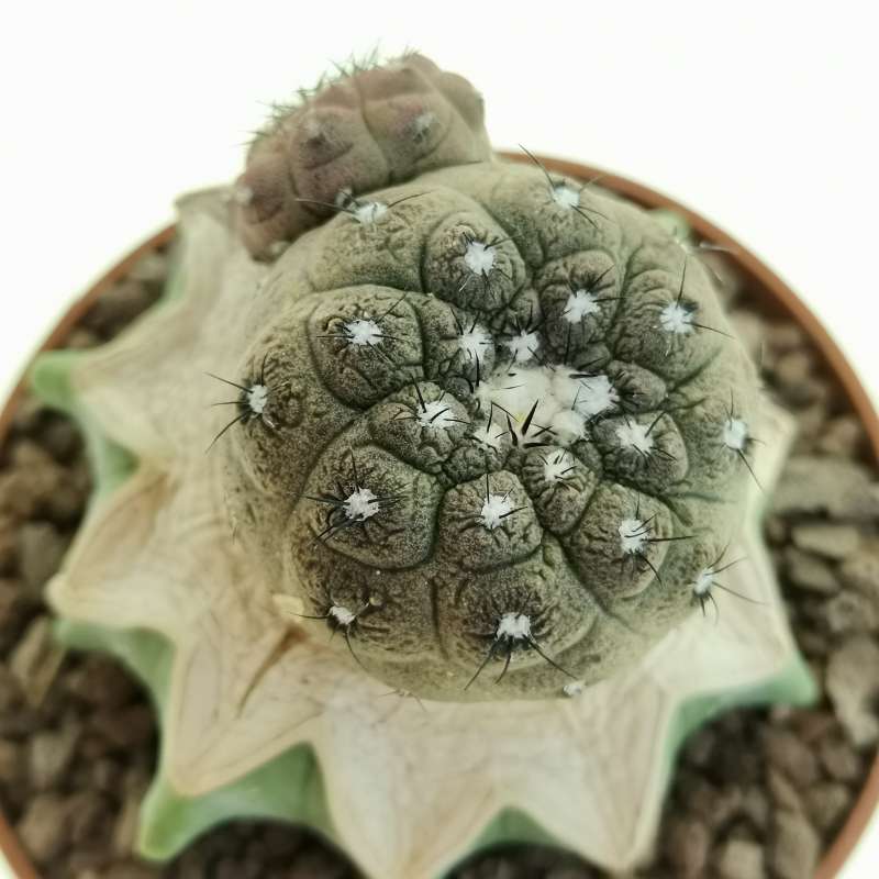 Copiapoa hypogaea cv. Lizard Skin 8,5 cm. | Cactaceae - Giromagi vendita  piante grasse