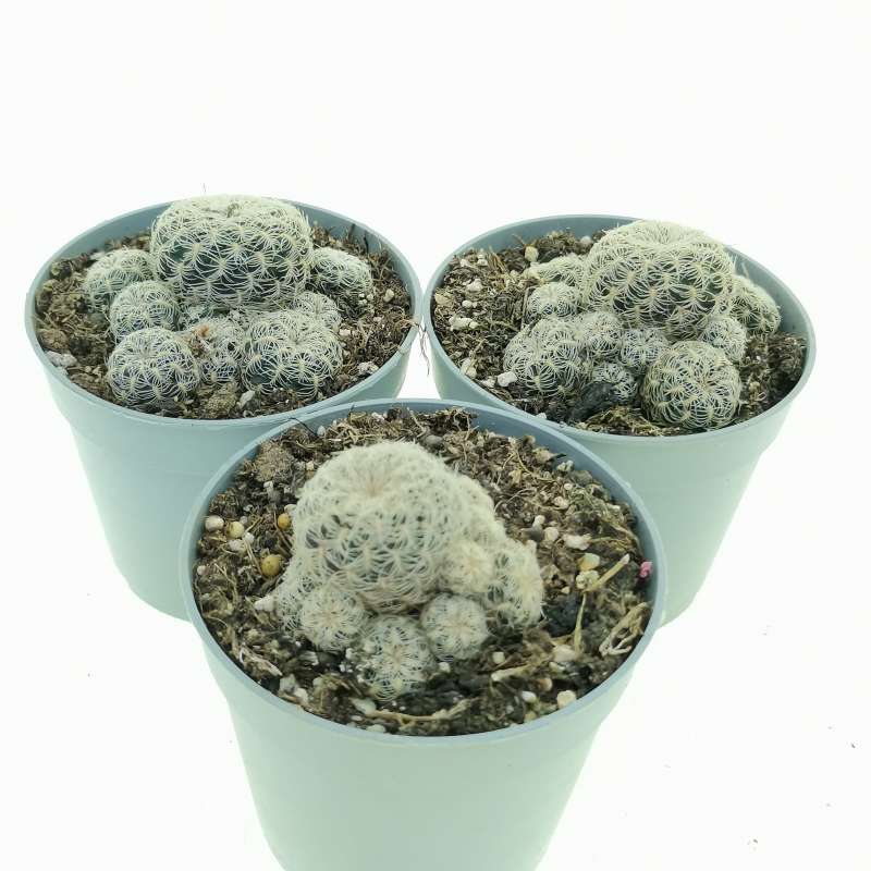 楽天市場】サボテン：スルコレブチア アルビシマ*幅9.5cm 現品