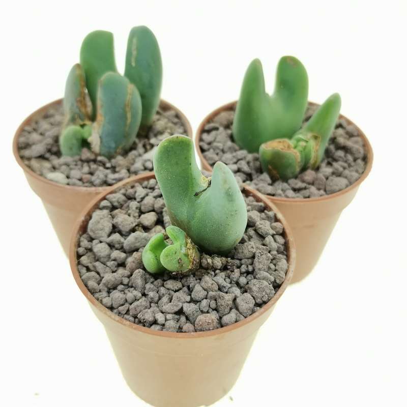 Conophytum bilobum var. elishae 5,5 cm. | Azioaceae - Giromagi