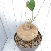 Pyrenacantha malvifolia - Giromagi