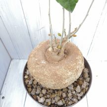 Pyrenacantha malvifolia - Giromagi