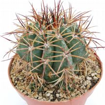 Melocactus douradaensis - Giromagi