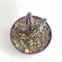 Echidnopsis angustiloba - Giromagi