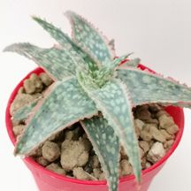 Aloe cv. Pink Blush - Giromagi