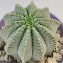 Euphorbia fimbriata - Giromagi