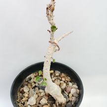 Ficus abutolifolia - Giromagi