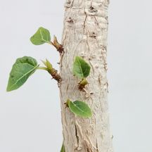 Ficus abutolifolia - Giromagi