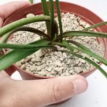 Aloe richardsiae var. setosa 11 cm. | Aloaceae - Giromagi vendita 