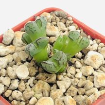 Conophytum tantillum subs. helenae BR1635, Kosies 5,5 cm