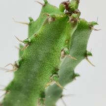 Euphorbia classenii Kazigao Kenia - Giromagi