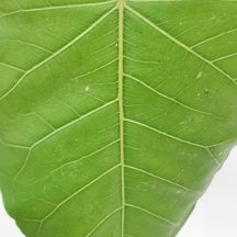 Ficus arnottiana (Indie) - Giromagi