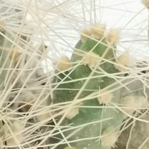 Tephrocactus pentlandii - Giromagi