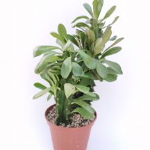 Euphorbia erythraeae - Giromagi