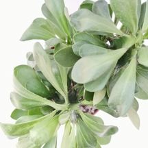 Euphorbia erythraeae - Giromagi