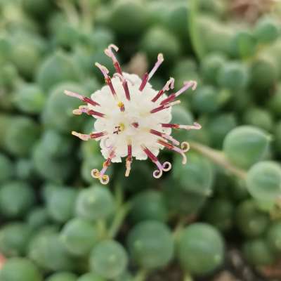 Senecio rowleyanus (Pianta del rosario) - Giromagi