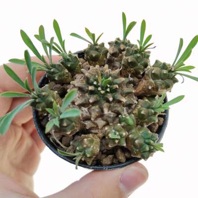 Euphorbia cv. Cocklebur