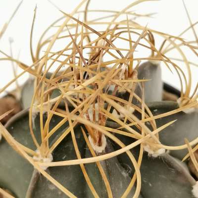 Astrophytum capricorne var. Crassispinum cv. Hooks - Giromagi