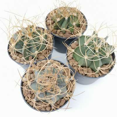 Astrophytum capricorne var. Crassispinum cv. Hooks - Giromagi