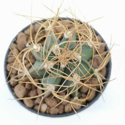 Astrophytum capricorne var. Crassispinum cv. Hooks - Giromagi
