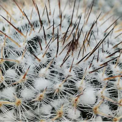 Mammillaria parkinsonii 17 cm. | Cactaceae - Giromagi vendita piante grasse