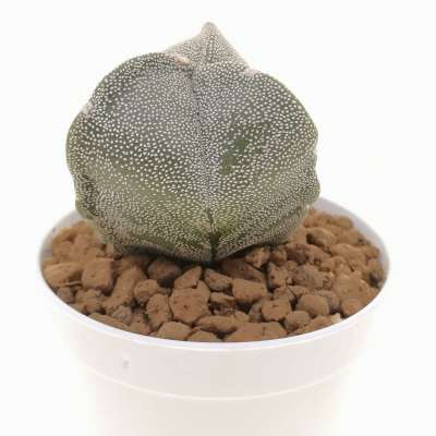 Astrophytum myriostigma var. tricostatum - Giromagi