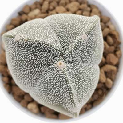 Astrophytum myriostigma var. tricostatum - Giromagi