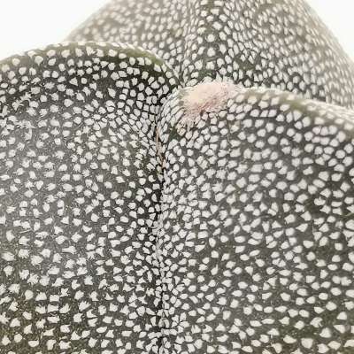 Astrophytum myriostigma var. tricostatum - Giromagi