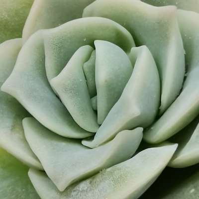 Echeveria 'Lovely Rose' - Giromagi