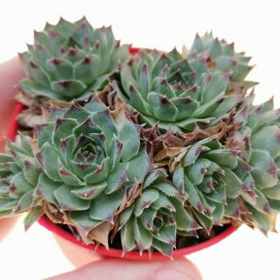 Sempervivum calcareum 6,5 cm. | Crassulaceae - Giromagi vendita piante  grasse