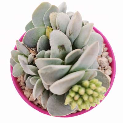 Crassula 'Morgan's Beauty' - Giromagi