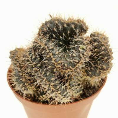 Opuntia fulgida f. crestata - Giromagi