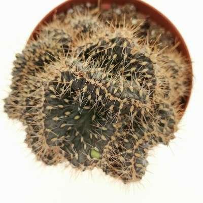 Opuntia fulgida f. crestata - Giromagi