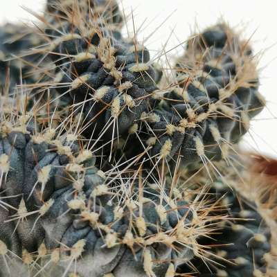 Opuntia fulgida f. crestata - Giromagi