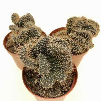 Opuntia fulgida f. crestata - Giromagi