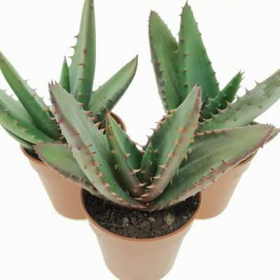 Aloe compressa var. paucituberculata - Giromagi