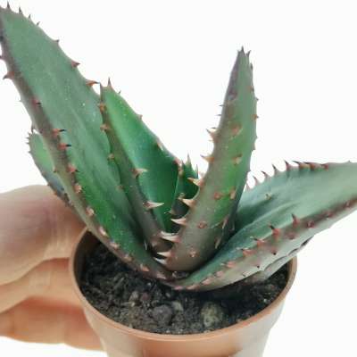 Aloe compressa var. paucituberculata - Giromagi